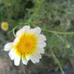 سونیا و سارینا جون ساربان