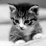 فاطمه زهرا سیدی کلاس ۴