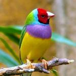 محمد رنجبر حسینی بهجت اباد