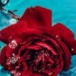 امیرحسین نیکوبیان رکنی