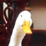 محمد حسین و محمد طاها