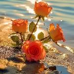 نسرین نژادابراهیم