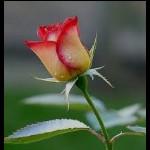 فرشته وزیری